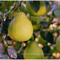 Manufacture Hot Selling Big Citrus Fruit Fresh Honey Shatian Pomelo